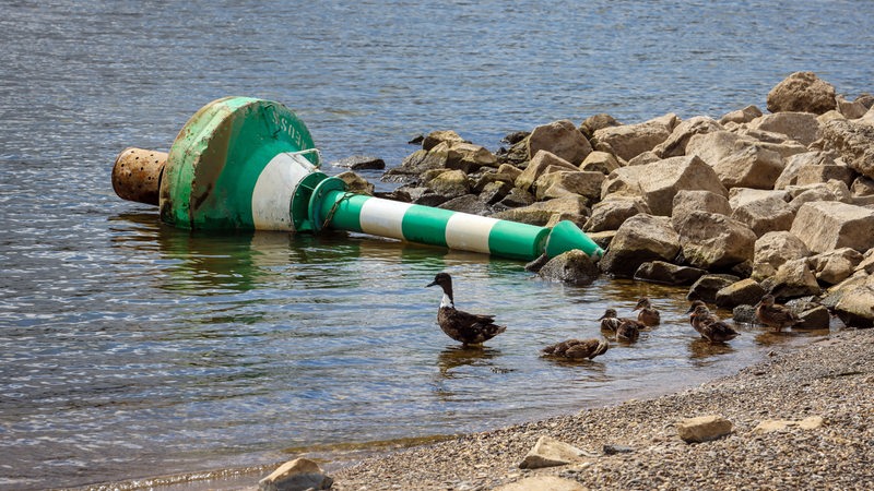 Umgekippte Fahrwassertonne mit Entenfamilie bei Niedrigwasser im Rhein.