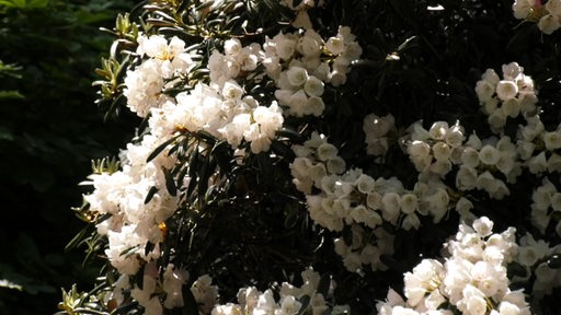 Weiß blühende Blumen in einem Garten