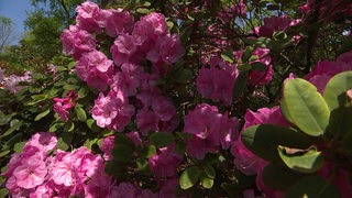 Eine prächtig rosa blühender Baum im Bremer Rhododendronpark