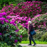 Rhododendren blühen im Bremer Rhododendron-Park. Eine Frau bestaunt die Blüten.