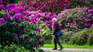 Rhododendren blühen im Bremer Rhododendron-Park. Eine Frau bestaunt die Blüten.