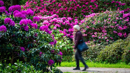 Rhododendren blühen im Bremer Rhododendron-Park. Eine Frau bestaunt die Blüten.