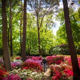 Eine Frau wandert durch Blumenbeete im Rhododendronpark in Bremen.