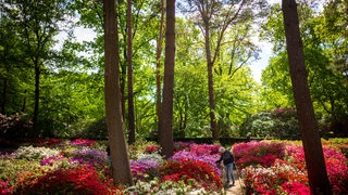 Eine Frau wandert durch Blumenbeete im Rhododendronpark in Bremen.
