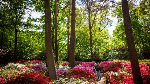 Eine Frau wandert durch Blumenbeete im Rhododendronpark in Bremen.