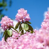 Rhododendronblüten blühen. Im Hintergrund ist strahlend blauer Himmel zu sehen.