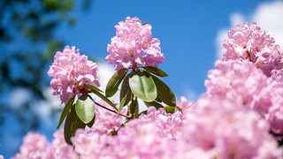 Rhododendronblüten blühen. Im Hintergrund ist strahlend blauer Himmel zu sehen.