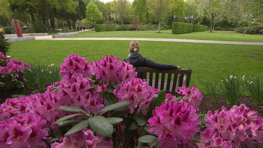 Blüten der Rhododendron, im Hintergrund sitzt eine Frau auf einer Bank im Park. 