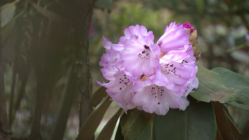 Eine lila Rhododendron-Blüte an einem Strauch.