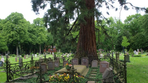 Riesenmammutbaum auf dem Riensberger Friedhof.