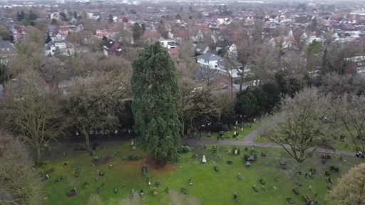 Luftaufnahme von Riesenmammutbaum auf dem Riensberger Friedhof.