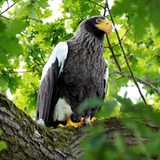 Ein Riesenseeadler sitzt in einem Baum