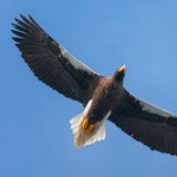 Ein großer Vogel ist am Himmel. Zu sehen von unten. Er breitet die großen Flügel aus.