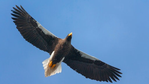 Ein großer Vogel ist am Himmel. Zu sehen von unten. Er breitet die großen Flügel aus.