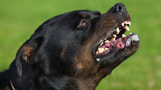 Ein Rottweiler knurrt und fletscht seine Zähne.