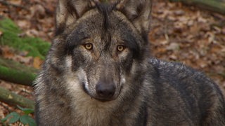 Ein Wolf in der Nahaufnahme.