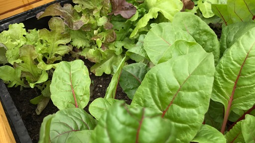 Ein Salatkopf wächst neben Magold