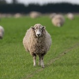 Ein Schaf steht auf der Weide.
