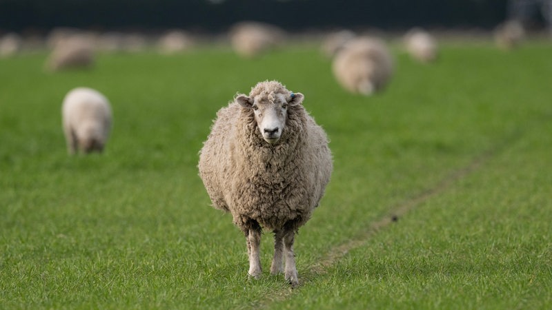 Ein Schaf steht auf der Weide.