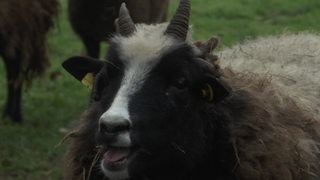 Ein schwarzweißes Schaf mit geöffnetem Maul vor einer Wiese.
