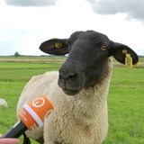 Anke Plautz hält einem Schaf zum Interview ein buten un binnen Mikro entgegen.