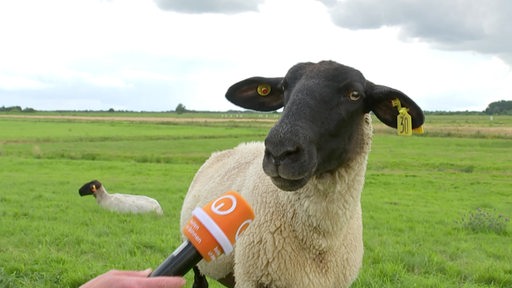 Anke Plautz hält einem Schaf zum Interview ein buten un binnen Mikro entgegen.