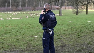 Ein Polizist steht an einer Wiese, auf der Tote Schafe vor der Herde im Hintergrund zu erkennen sind.
