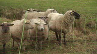 Schafe stehen auf einer Weide hinter einem Zaun