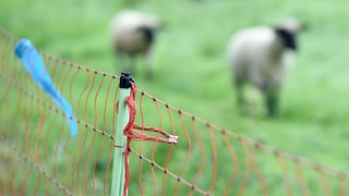 Ein Zaun mit elektrischer Spannung, im Hintergrund Schafe.
