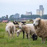 Schafe stehen am Deich neben der Weser. 