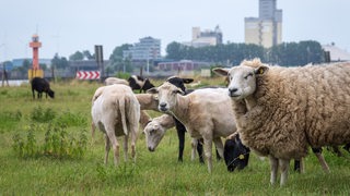 Schafe stehen am Deich neben der Weser. 