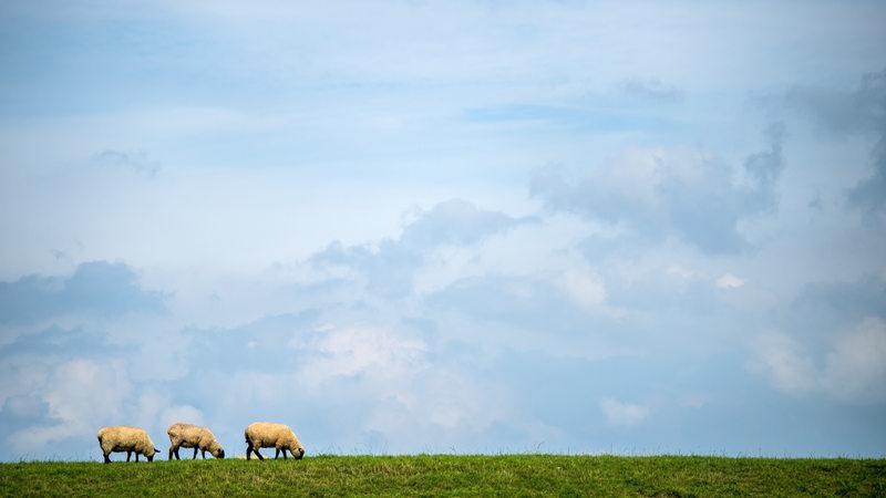 Drei Schafe stehen auf einem Deich.