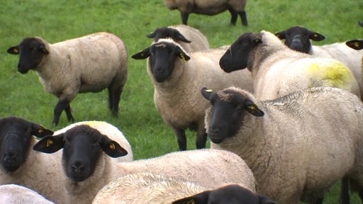 Eine Herde Schafe auf einer grünen Wiese.