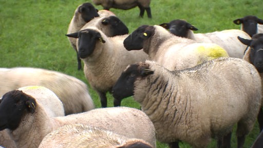 Schafe, die auf einer Weide stehen.