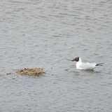 Ein Vogel schwimmt neben einem Nest im Wasser.