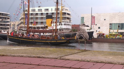 Eine Möwe steht am Rande eines Hafenbeckens.