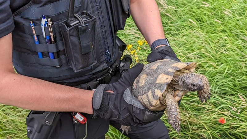 Ein Polizist in Uniform hält eine Schildkröte in der Hand