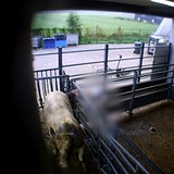 Auf einer Kamera ist zu sehen, wie ein Schlachter ein geschwächtes Rind quält.