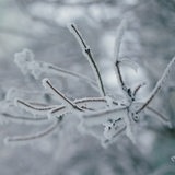 Ein schneebedeckter Ast