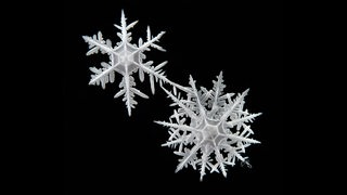 Eine Mikroskop-Aufnahme von zwei Schneeflocken aus der Antarktis.