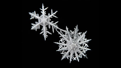 Eine Mikroskop-Aufnahme von zwei Schneeflocken aus der Antarktis.