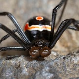 Nahaufnahme einer "Schwarzen Witwe (Latrodectus mactans)