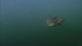 Ein Schweinswal schwimmt in der Weser. 