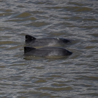 Die Rücken zweier Schweinswale im Wasser