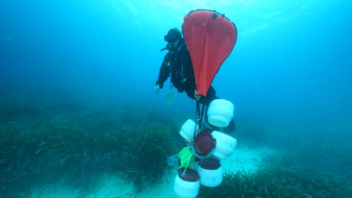 Ein Taucher mit Behältern taucht über Seegras am Meeresboden