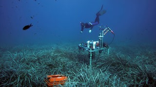 Unterwasseraufnahmen von einem Taucher über Seegras