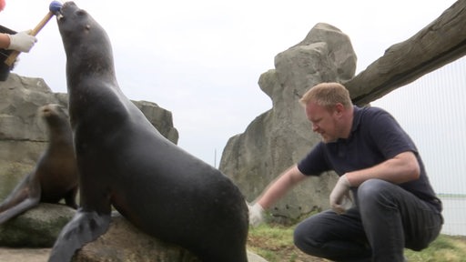 Ein Seehund und Tierarzt Bastian Lange bei der Pflege.