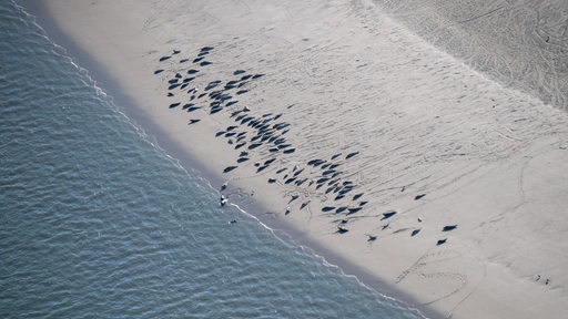 Seehunde liegen am Strand von Langeoog