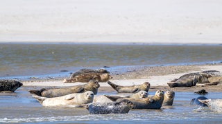 Seehunde sonnen sich auf Sandbänken auf Spiekeroog