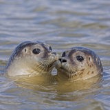 Zwei junge Seehunde schwimmen in der Nordsee.
